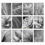 Комплект (12 шт.) предметных тетрадей 48л. BG "Succulents", матовая ламинация